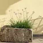 Lejlighed Camara